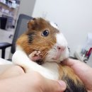 행복한종합동물병원 이미지