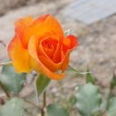 수원-0793 네이버블로그
