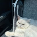 이든 동물메디컬 이미지