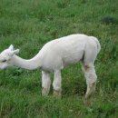 알파카(ALPACA)