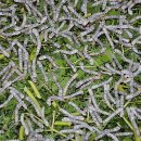 태양농장 이미지