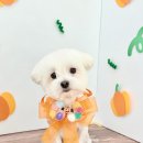 꽃단장하시개 이미지