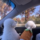 프렌즈 애견 | 대구 실내 애견카페 추천 '짜세프렌즈' 후기 !!