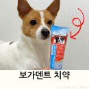 강아지양치 보가덴트 치약 후기