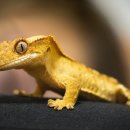 건이네 파충류 이미지