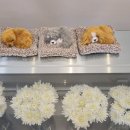 펫로스 케어 이미지