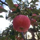 빨간산농장 이미지