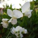 스위트피(Sweet Pea)