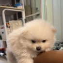 목포운동화세탁전문점 이미지