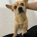 요미요미 강아지미용실 이미지