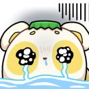 아가마미 고양이카페 네이버블로그