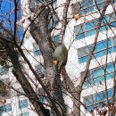 청딱따구리(Picus canus, Grey-headed Woodpecker) 이미지