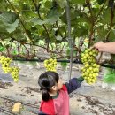 도안농장 | 대구 근교 아이와 가볼만한 곳 샤인머스켓 체험농장 경산 쑥쑥농장