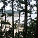 죽었다가 다시 살아난 충남 태안의 솔향기숲길 트래킹을 다녀와서..(2013 / 7 - 21) 이미지
