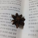 스타 아니스 이미지