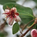 한빛 꽃농원 이미지