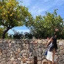 버스정류장 06-203 | [팔마 마요르카] 스페인 마요르카 1박 2일 여행 후기 (1)- 뚜벅이도 충분히 가능한 발데모사 데이아 소예르