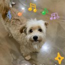 복슬 강아지 이미지