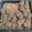 삼배농장 이미지