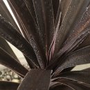 새로나화원 | 잎색이 매력적인 ‘코르딜리네 레드스타’키우기