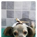 코코리사 이미지