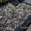 천안/신방동) 통정지구 물곰치탕 맛집 * 늘봄식당 * 내돈내산