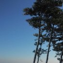 바다엔소나무 이미지