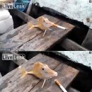 용용죽겠지 이미지