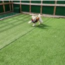 하울 애견 유치원 이미지