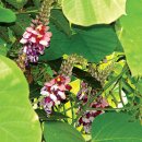 약초이야기 이미지