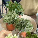 청춘농원 이미지