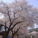 덕암초등학교 이미지