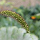 성지약국 이미지