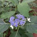 자락길 민박 이미지