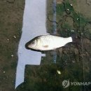 삼락천 18호교 이미지