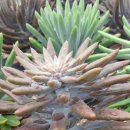 초입농장 이미지