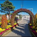 예산 국화축제 이미지