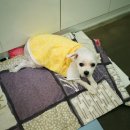 제연동물병원 이미지