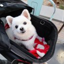 애견동화 네이버블로그