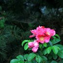 솔모랫길 이미지