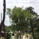 송림조경 네이버블로그