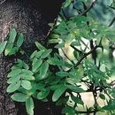 약초본가제분소 이미지