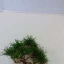 수림전국꽃배달