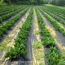 해송농장 이미지