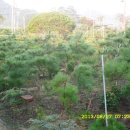 소나무농장 이미지