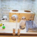 캣파라다이스 이미지