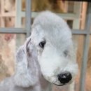 딸기애견미용실 이미지