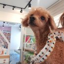 라임동물병원 이미지