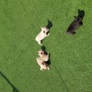 장군켄넬 이미지