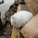 고등어아가씨 이미지